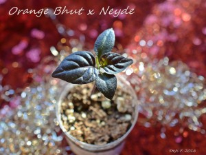 Orange Bhut X Neyde, 04.12.