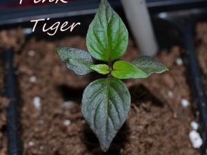 Pink Tiger, 04.12