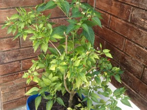 IMG_20161205_111215