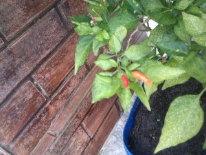 IMG_20161205_111220