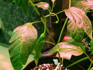 Cayenne_Fruchtansaetze_20161206