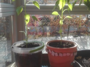 IMG_20161207_111852