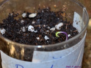Black Bhut, 08.12.16