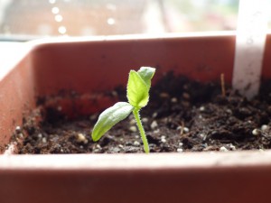P1000342