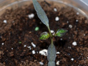 Köpük 2: Flora Glo 20 W, 12.12.16