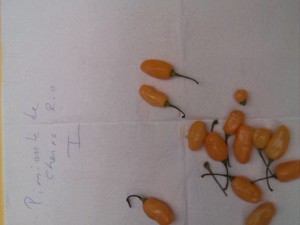 IMG_20161213_120816