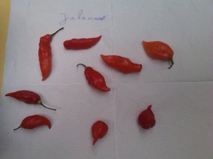 IMG_20161213_115001