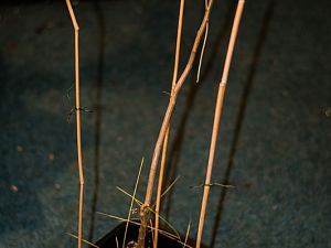 161214_Flexu_Überwinterer2