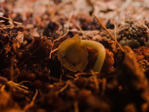 161214_Keimling_Samenhülle