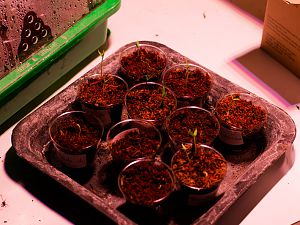 161214_Keimlinge