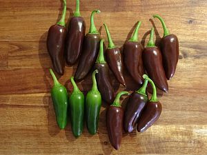 Ernte_Jalapeno_Brown_20161215