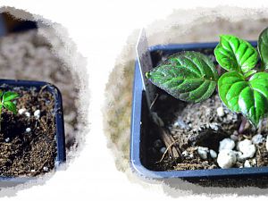 PGS Tageslicht und Kunstlicht, 16.12.16