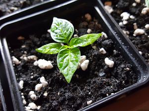 Chilitigers Limon F4