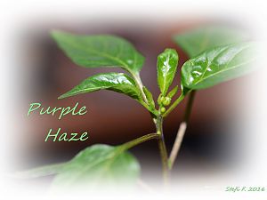 Purple Haze, 18.12.16