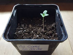 Aji Cirel