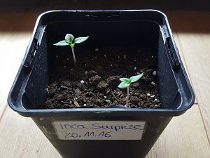 Inca Surprise