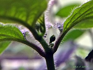 Minirocoto Red, 21.12.16