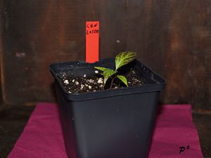 DSC03797_1