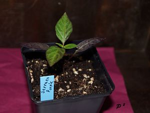 DSC03802_1