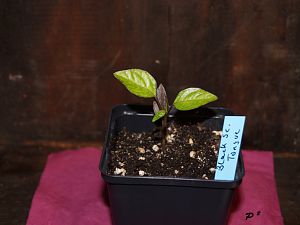 DSC03813_1