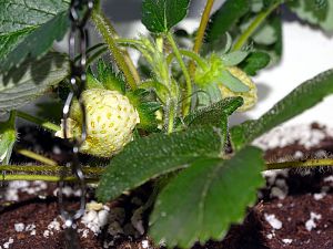Erdbeere_20161225