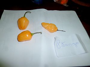 P1260097