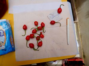 P1280277