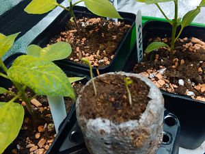 IMG_20161228_113908