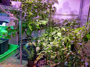 Chilihaus_20161228