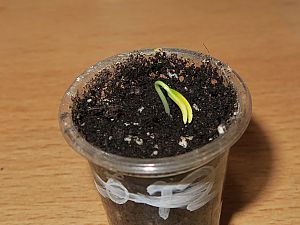 Snack Pepper
