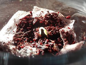 IMG_20170101_093727