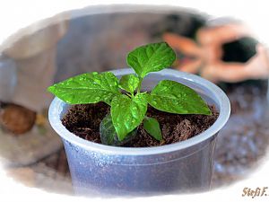 7Pot Bubblegum Chocolate