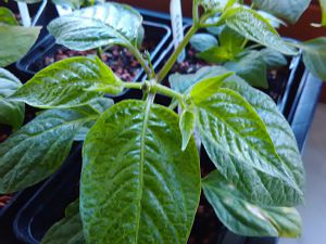 Aji Largo 06.01.2017