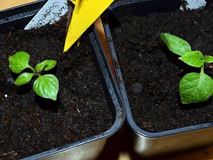 PGS und Yellow Rocoto, Tageslichtanbau 06.01.17