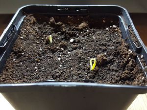 NuMex Lemon Spice