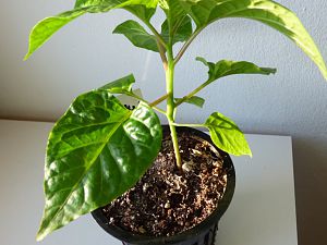 P1010966