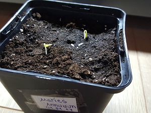 Maries Annuum