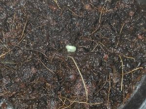 IMG_20170110_165105