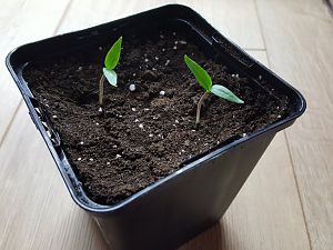 NuMex Lemon Spice 11.01