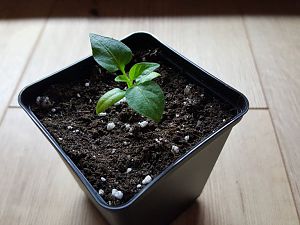 Aji Cirel 11.01