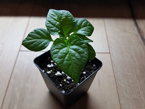Scotch Bonnet MOA 11.01