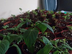 IMG_20170117_204828266