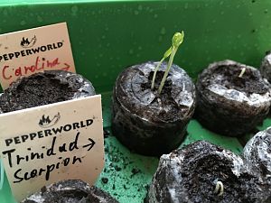 Carolina Reaper