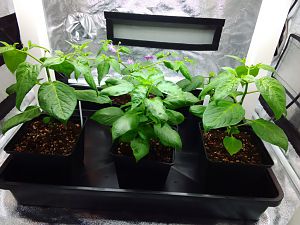 21.01.2017 Rocoto-Frutescens