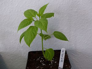 P1000483