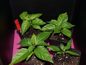2017-01-22 007