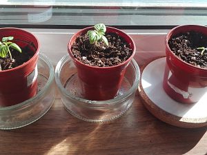 IMG_20170123_132032