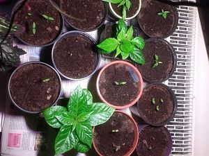 Minis