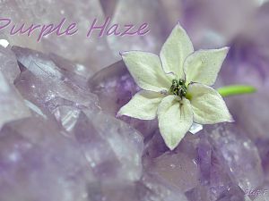 Erste Blüte 27.01.