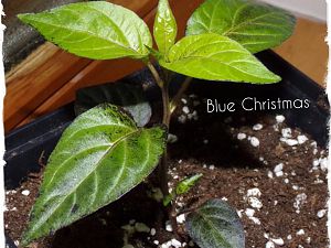 Blue Christmas 2901
